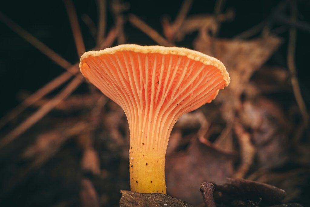 Mycelium: Het innovatieve materiaal voor duurzame dokterstassen